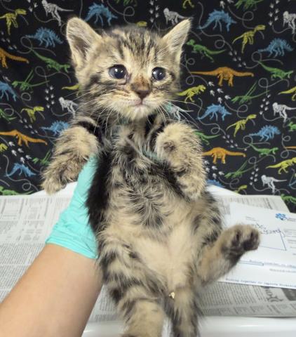 CECE - Domestic Short Hair available for adoption