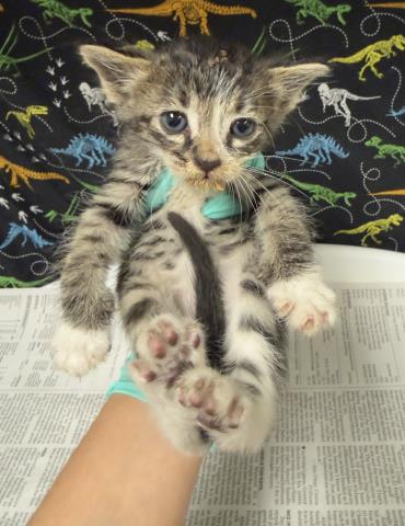 NOODLE - Domestic Short Hair available for adoption