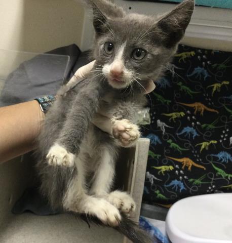 ROCKET - Domestic Short Hair available for adoption