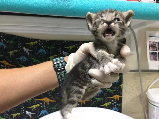 Unknown - Domestic Short Hair