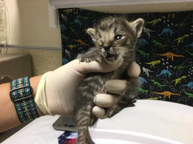 Unknown - Domestic Short Hair