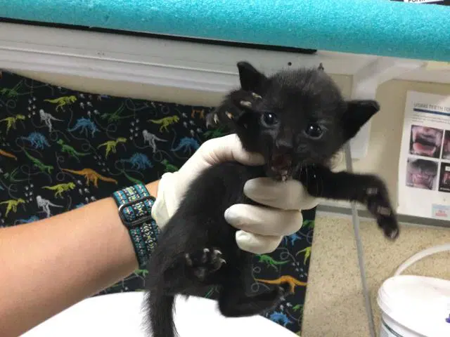 Unknown - Domestic Short Hair