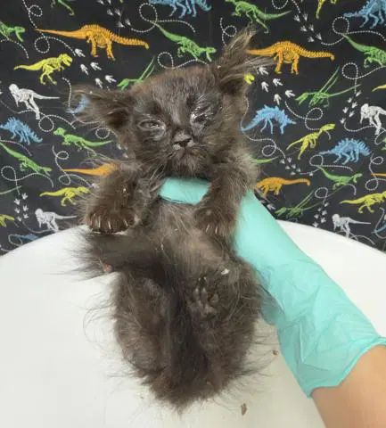 Frazzle - Domestic Short Hair