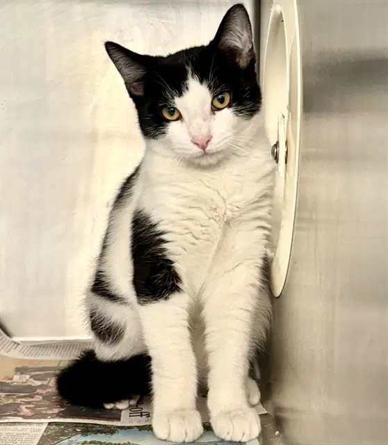 Fletcher - Domestic Short Hair