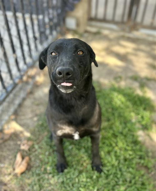 BRUNO, a dog for adoption from Riverside County Animal Control - Riverside Shelter