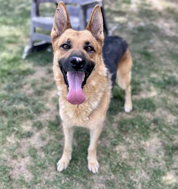 Jasper - German Shepherd Dog
