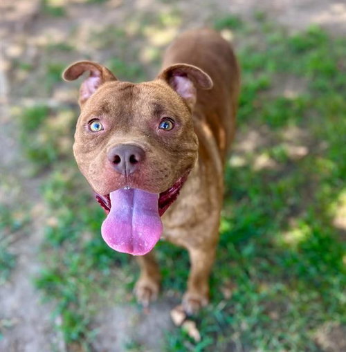 PETER PAN, a dog for adoption from Riverside County Animal Control - Riverside Shelter