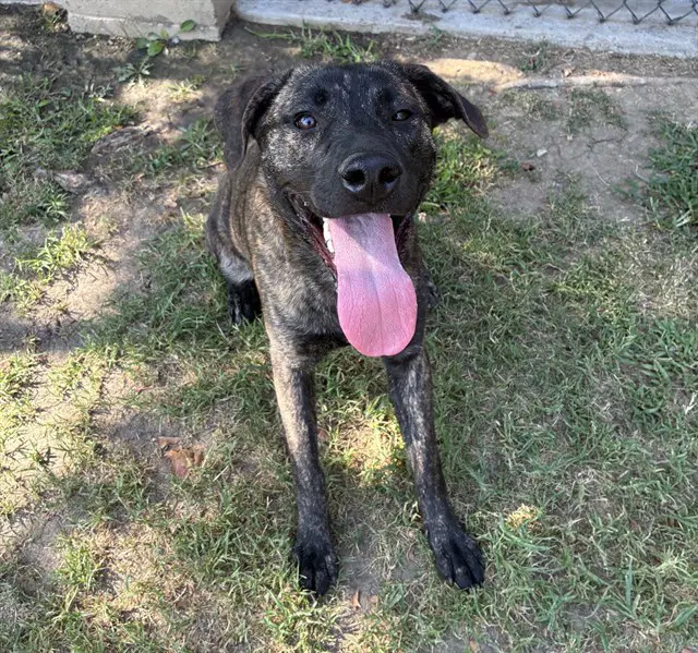 Ruby - German Shepherd Dog