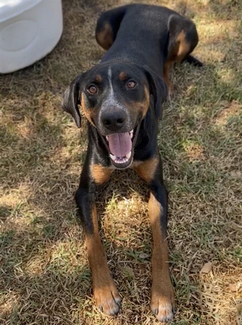 RICKY, a dog for adoption from Riverside County Animal Control - Riverside Shelter