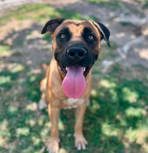 TUCKER, a dog for adoption from Riverside County Animal Control - Riverside Shelter