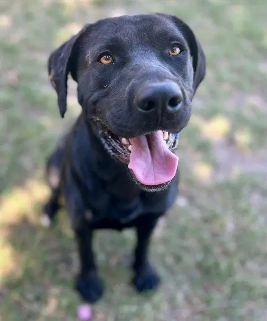 Sammy - Labrador Retriever