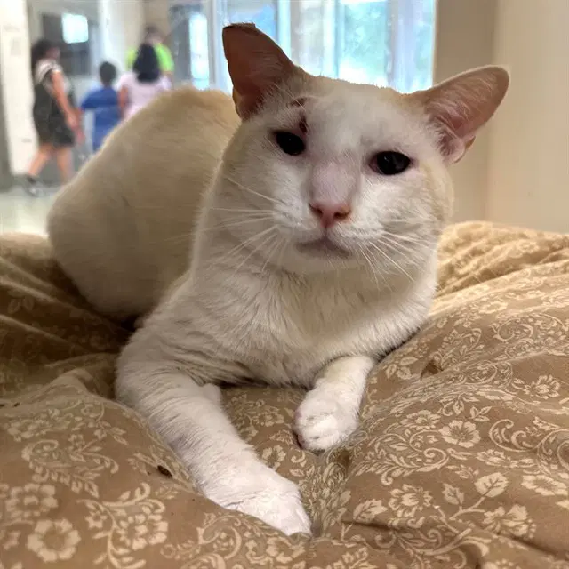 Zeus - Domestic Short Hair