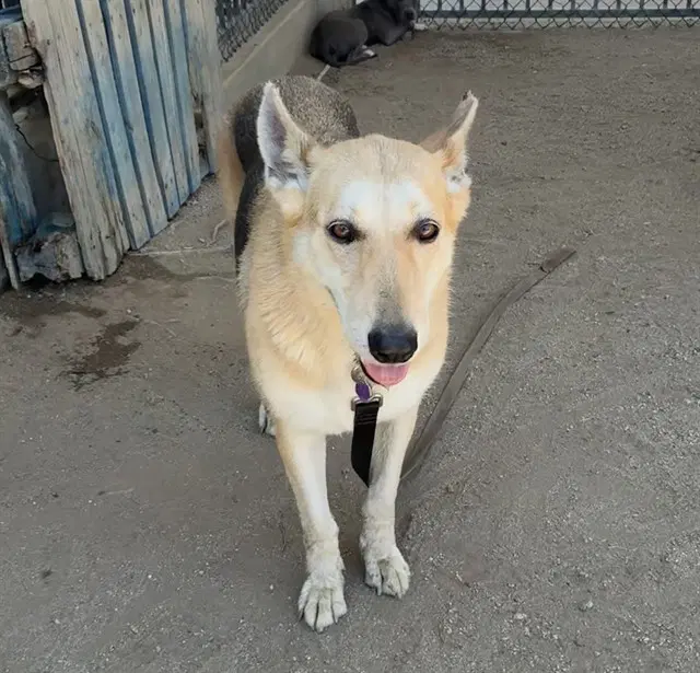 Freya - German Shepherd Dog