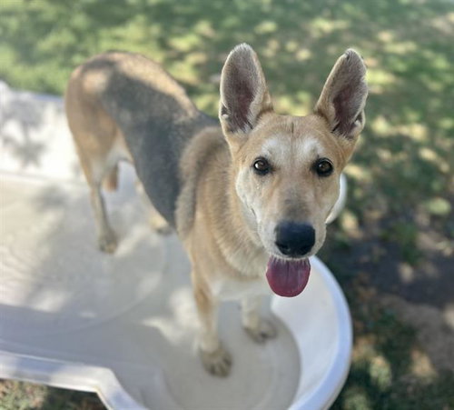 picture of the dog needing adoption