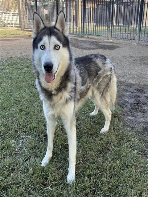 Pepper - Siberian Husky