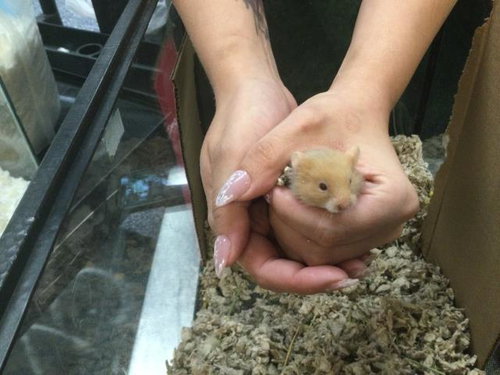 Small Fry
