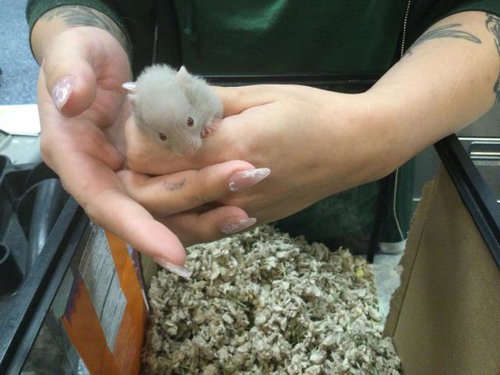 Nugget