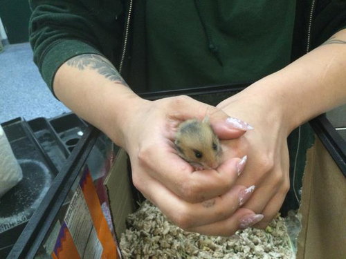 Hamantha