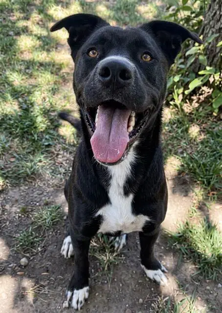 Ekko - Labrador Retriever