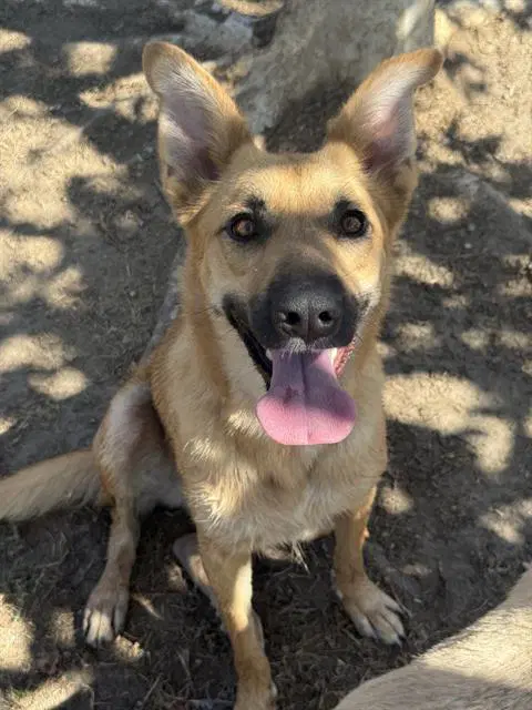 Lilo - German Shepherd Dog