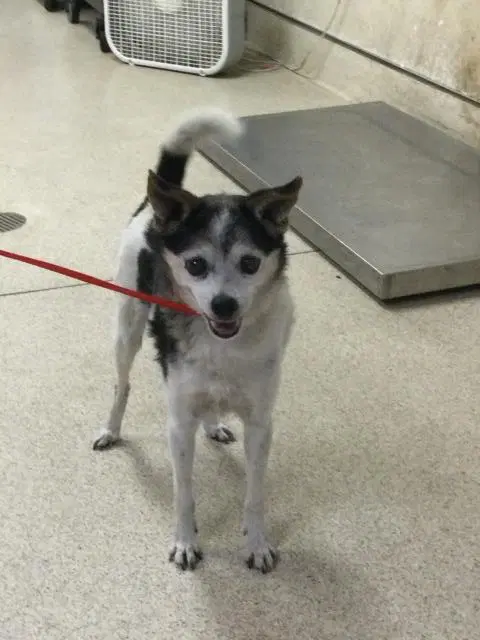 Senior - Chihuahua