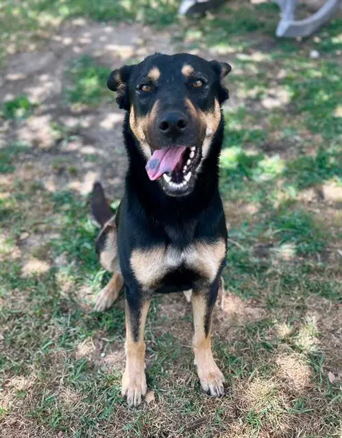 Gumdrop - German Shepherd Dog