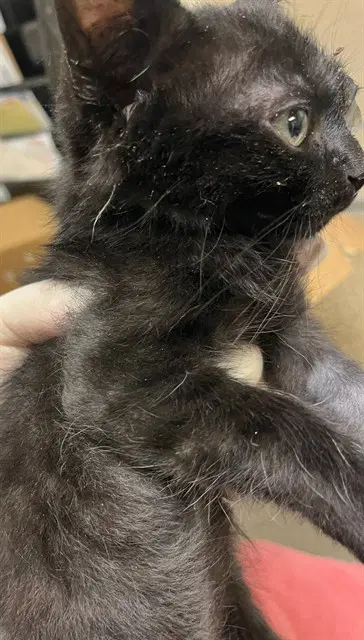 Vader - Domestic Short Hair