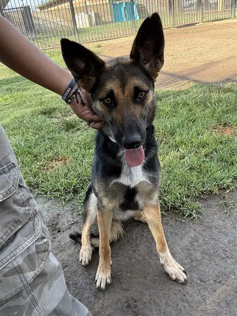 Princess - German Shepherd Dog