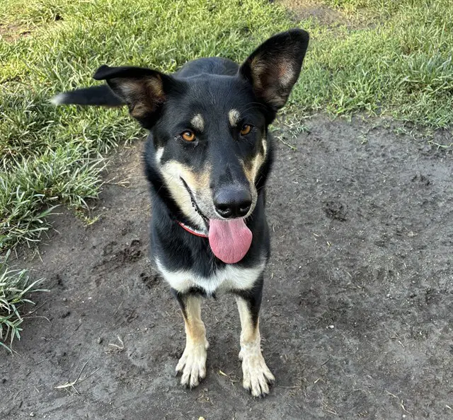 Diamond - German Shepherd Dog