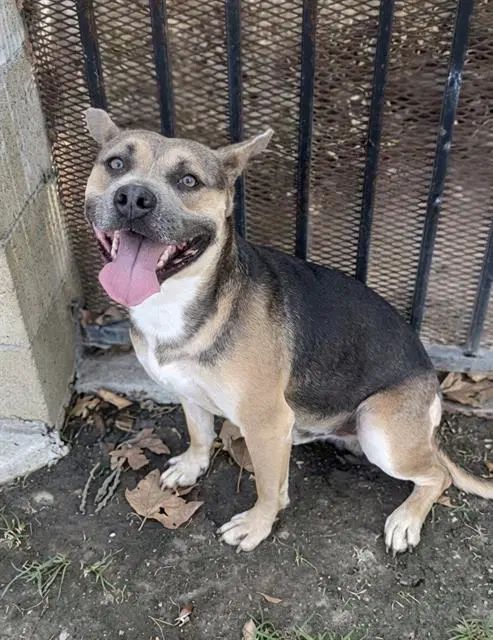 Dice - German Shepherd Dog