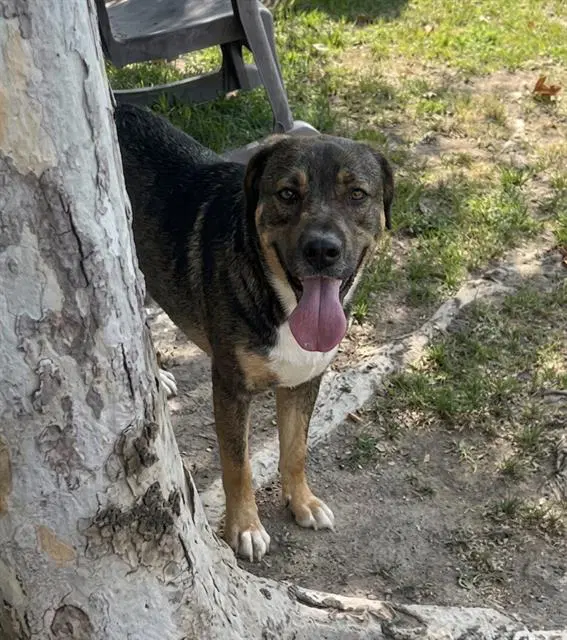 Ace - German Shepherd Dog