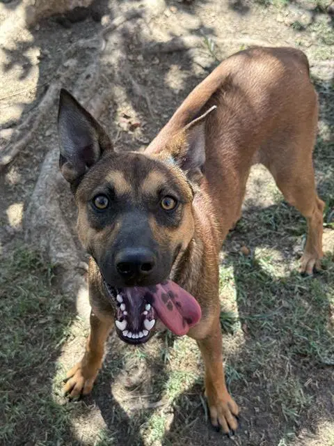 Zeus - Rhodesian Ridgeback