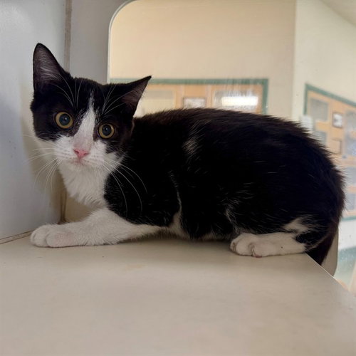 MIKASA, a cat for adoption from Riverside County Animal Control - Riverside Shelter
