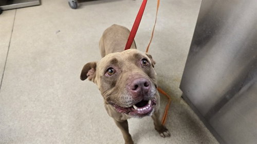 ZEUS - Pit Bull Terrier available for adoption
