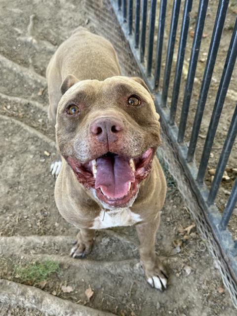 picture of the dog needing adoption