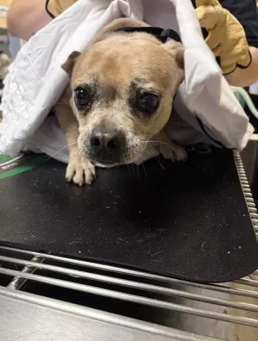 Sugar - Chihuahua