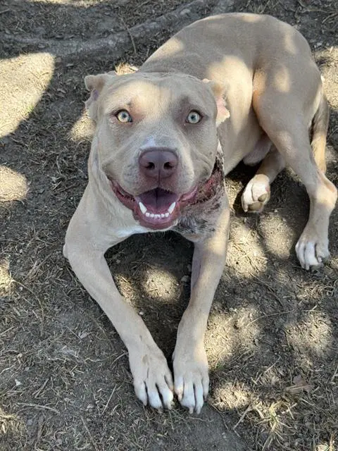 Pegasus - Pit Bull Terrier