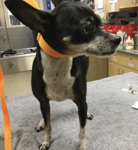 Trixie - Chihuahua