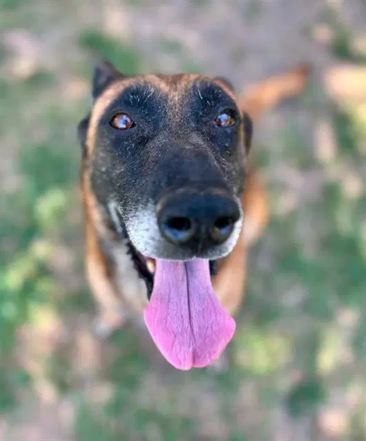Boba - Belgian Shepherd Malinois