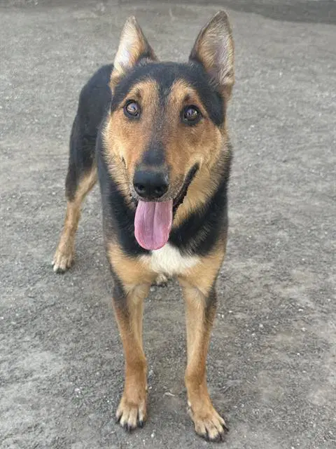 Kit - German Shepherd Dog