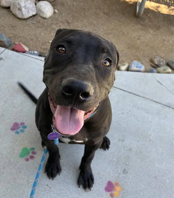 Zorro - Pit Bull Terrier