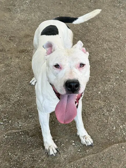 Bailey - Pit Bull Terrier