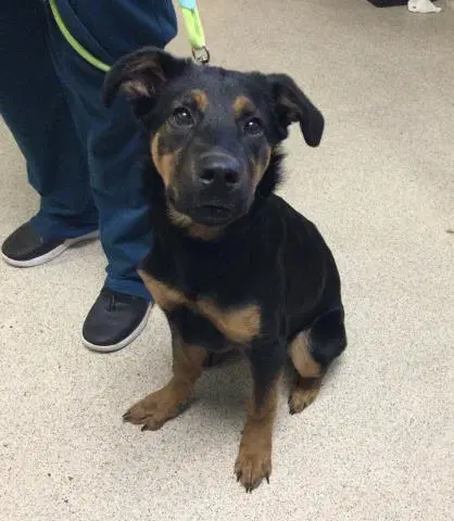 Ashley - Doberman Pinscher