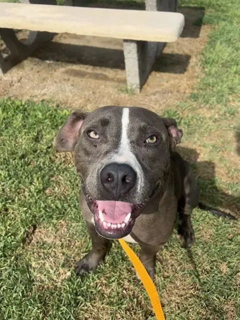Kobi - Pit Bull Terrier