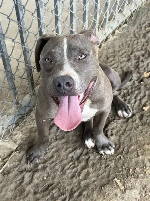 Kobi - Pit Bull Terrier