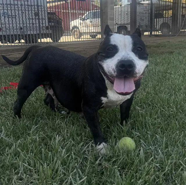 Chickie - Cane Corso Mastiff