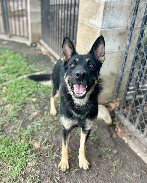 Edna - German Shepherd Dog