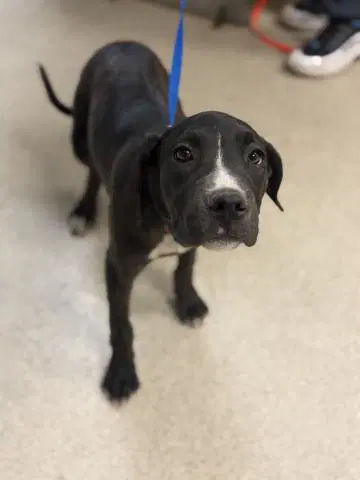 Titi - Pit Bull Terrier