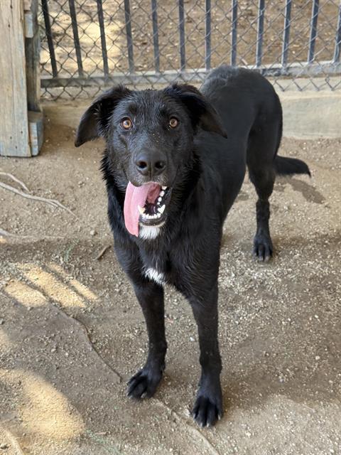 MELODY, a dog for adoption from Riverside County Animal Control - Riverside Shelter
