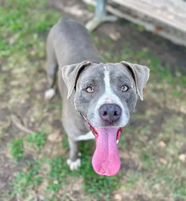 Andy - Pit Bull Terrier